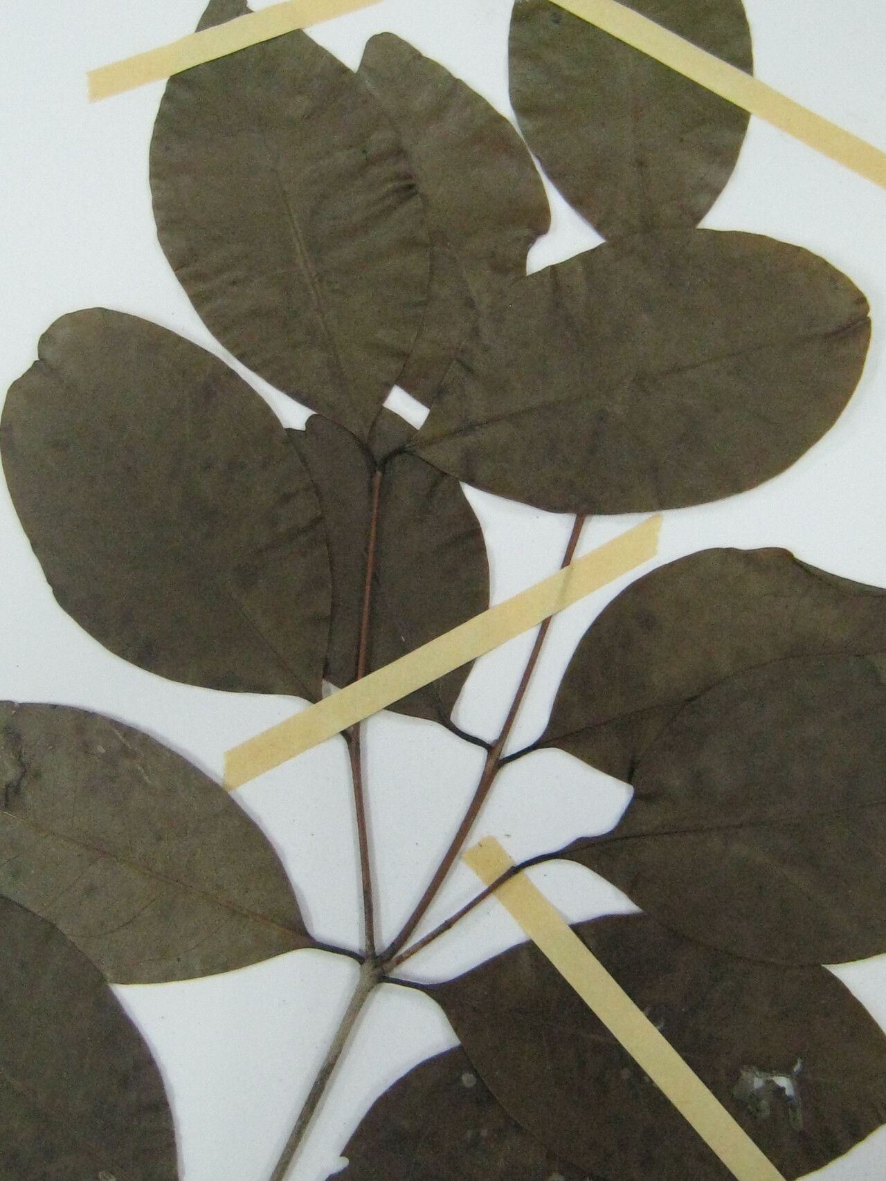 Eugenia gongylocarpa other