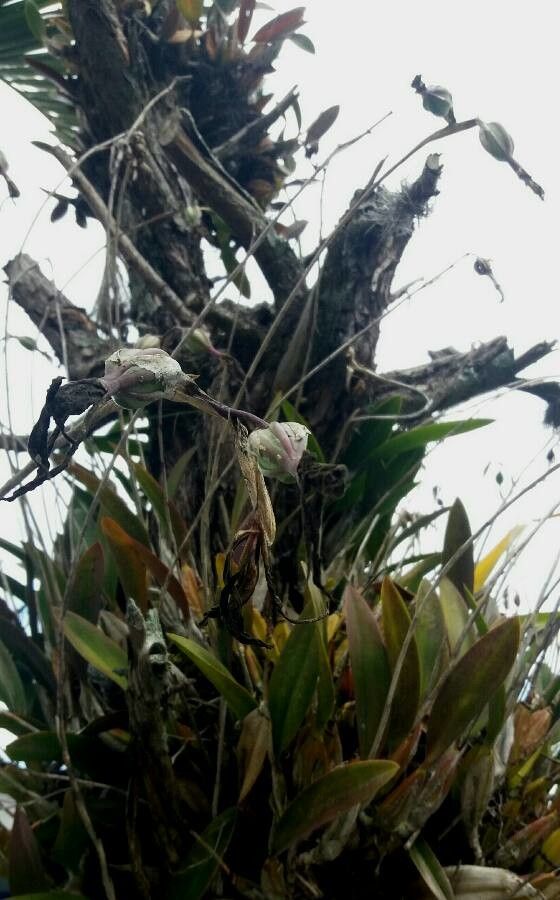 Dendrobium munificum leaf