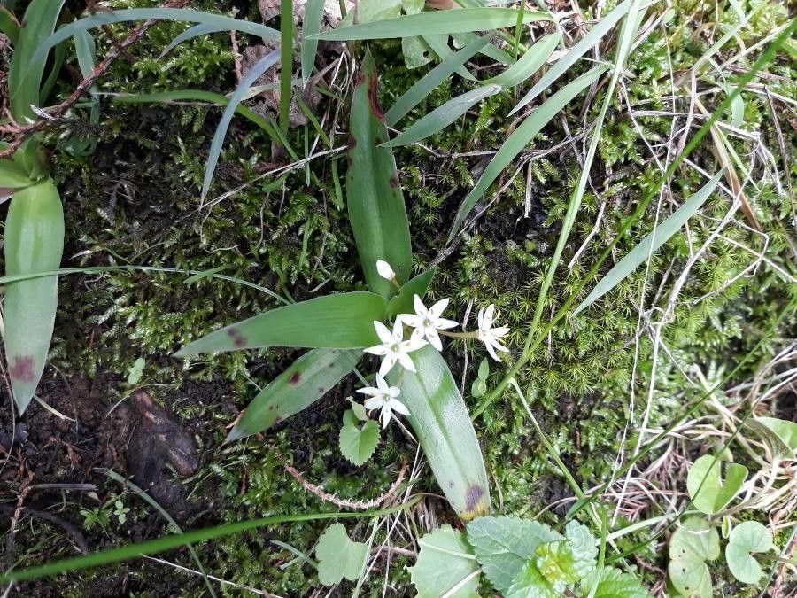 Chlorophytum tetraphyllum habit