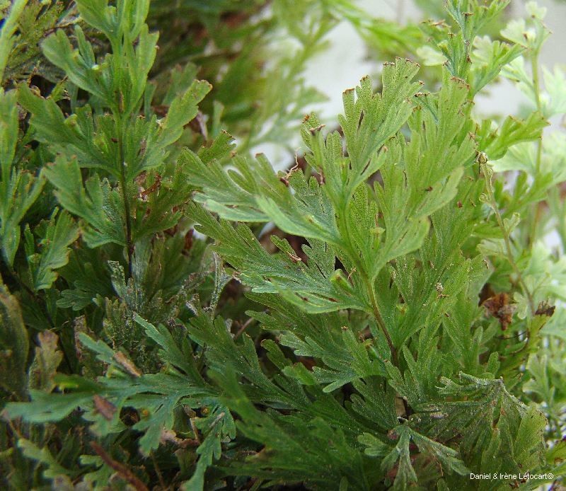 Trichomanes caudatum — houseplant care guide