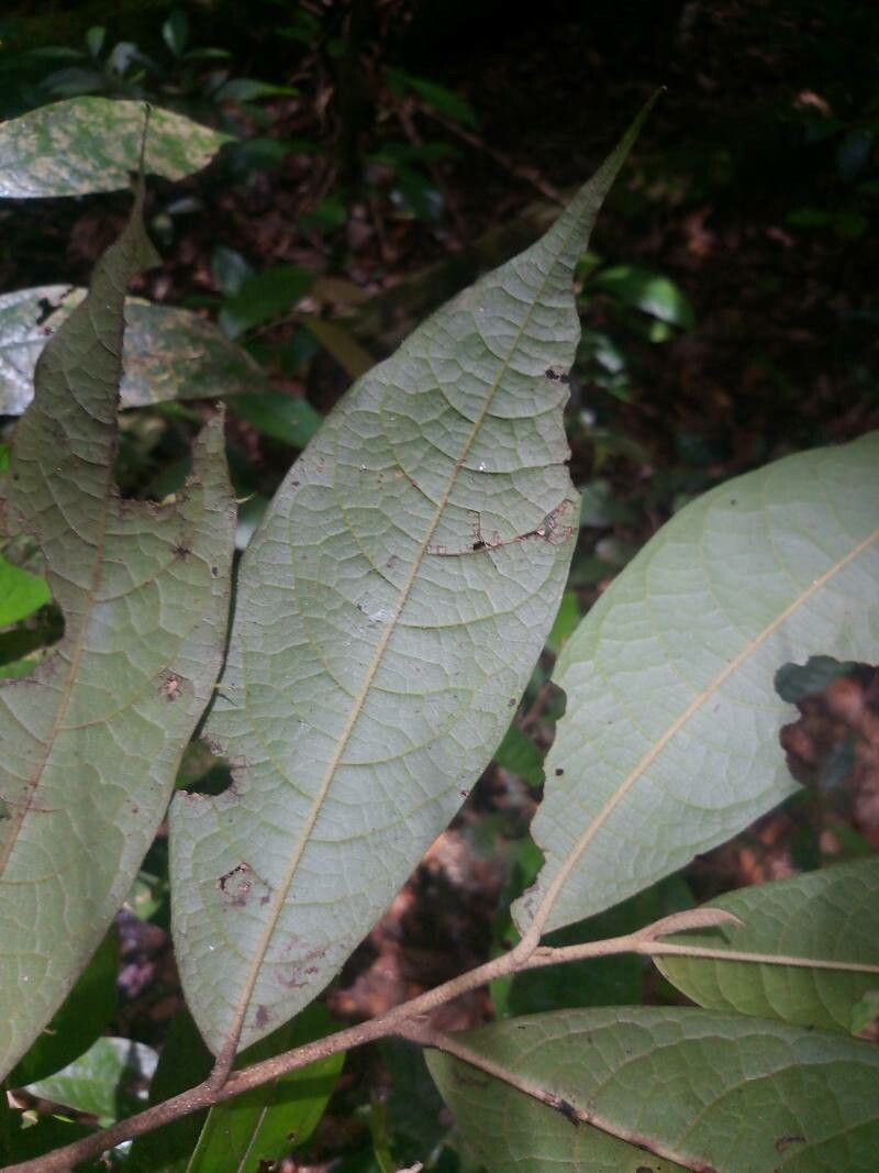 Duguetia pycnastera leaf
