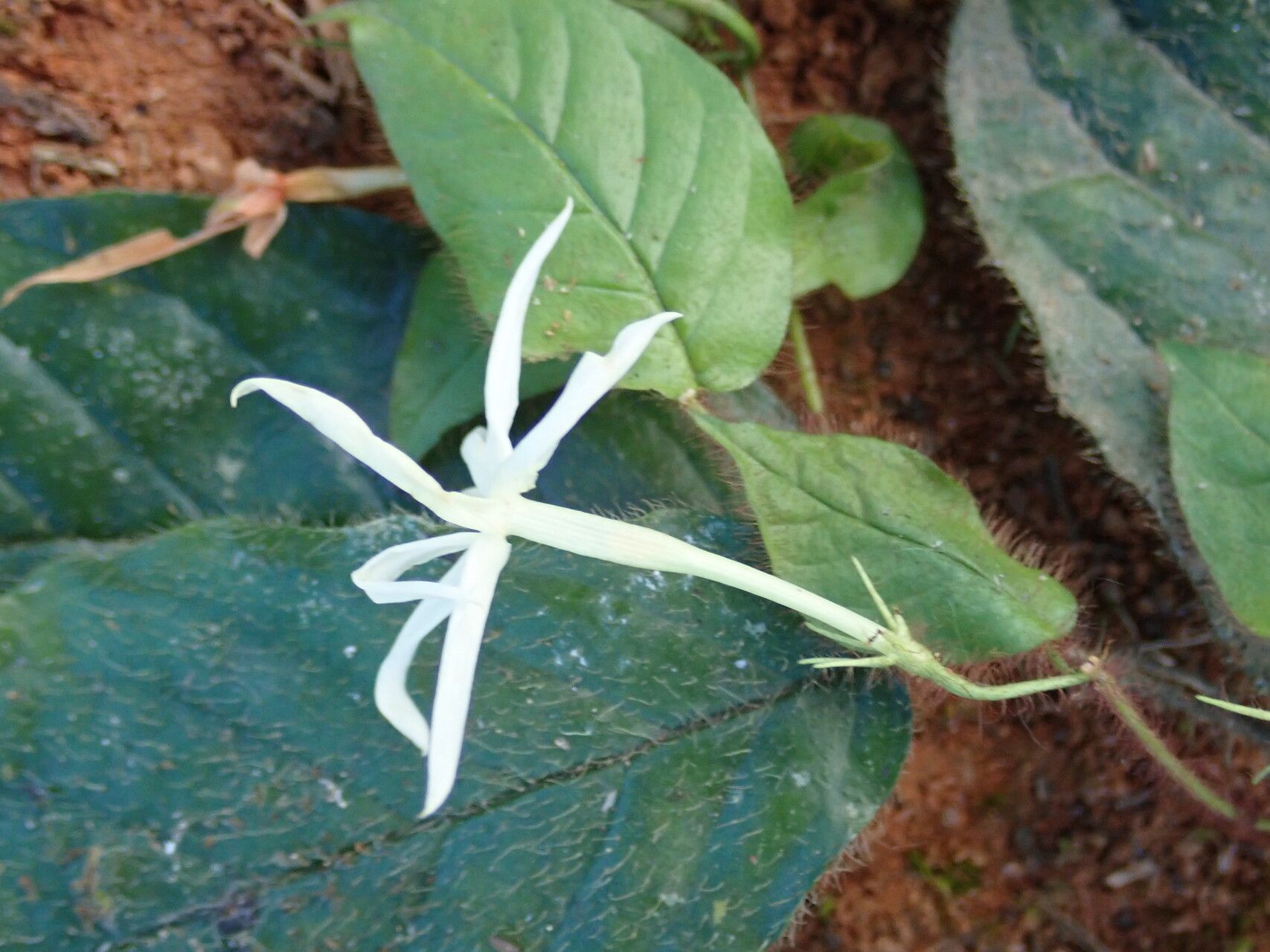 Jasminum preussii flower