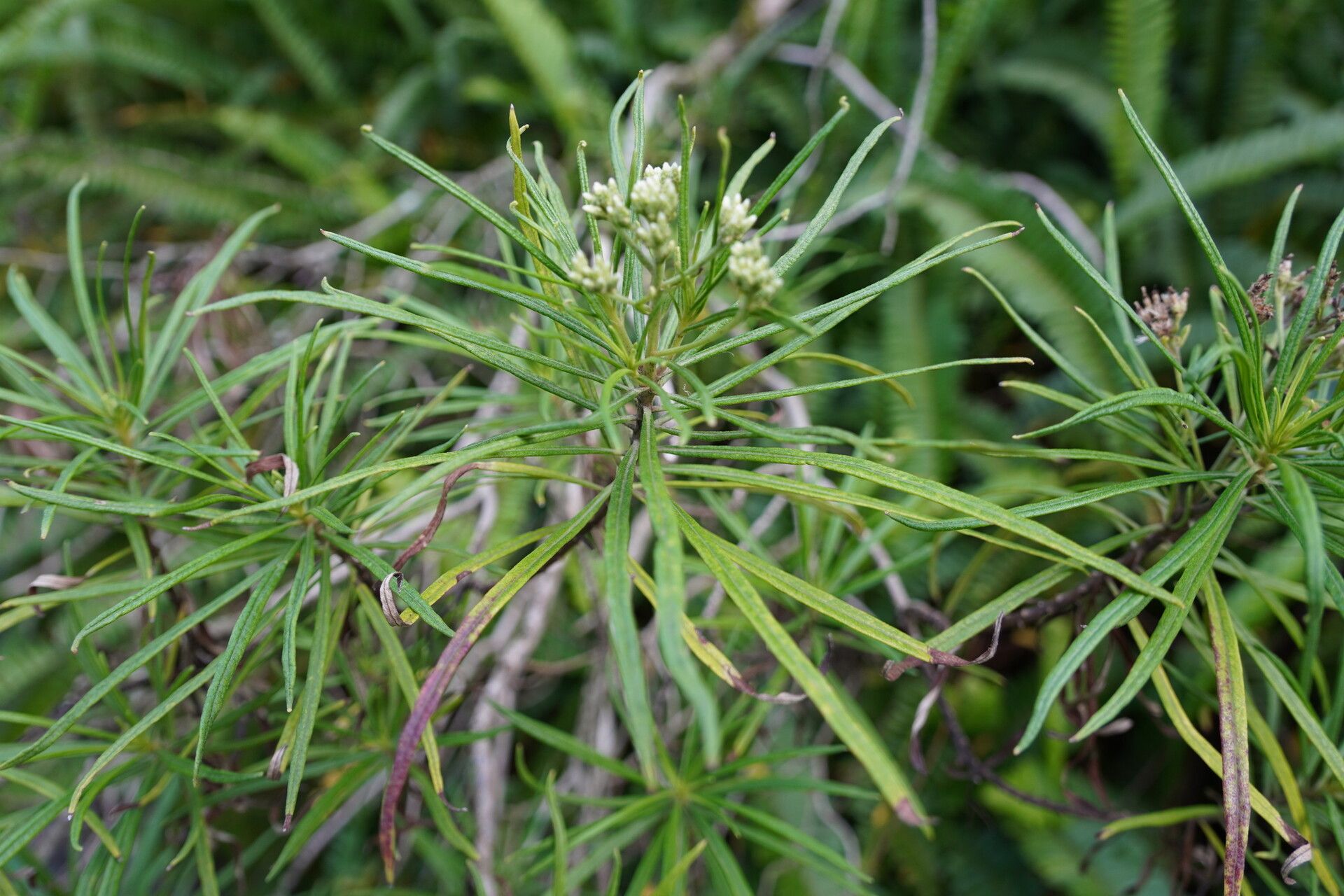 Monarrhenus pinifolius leaf