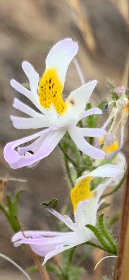 Schizanthus tricolor — houseplant care guide