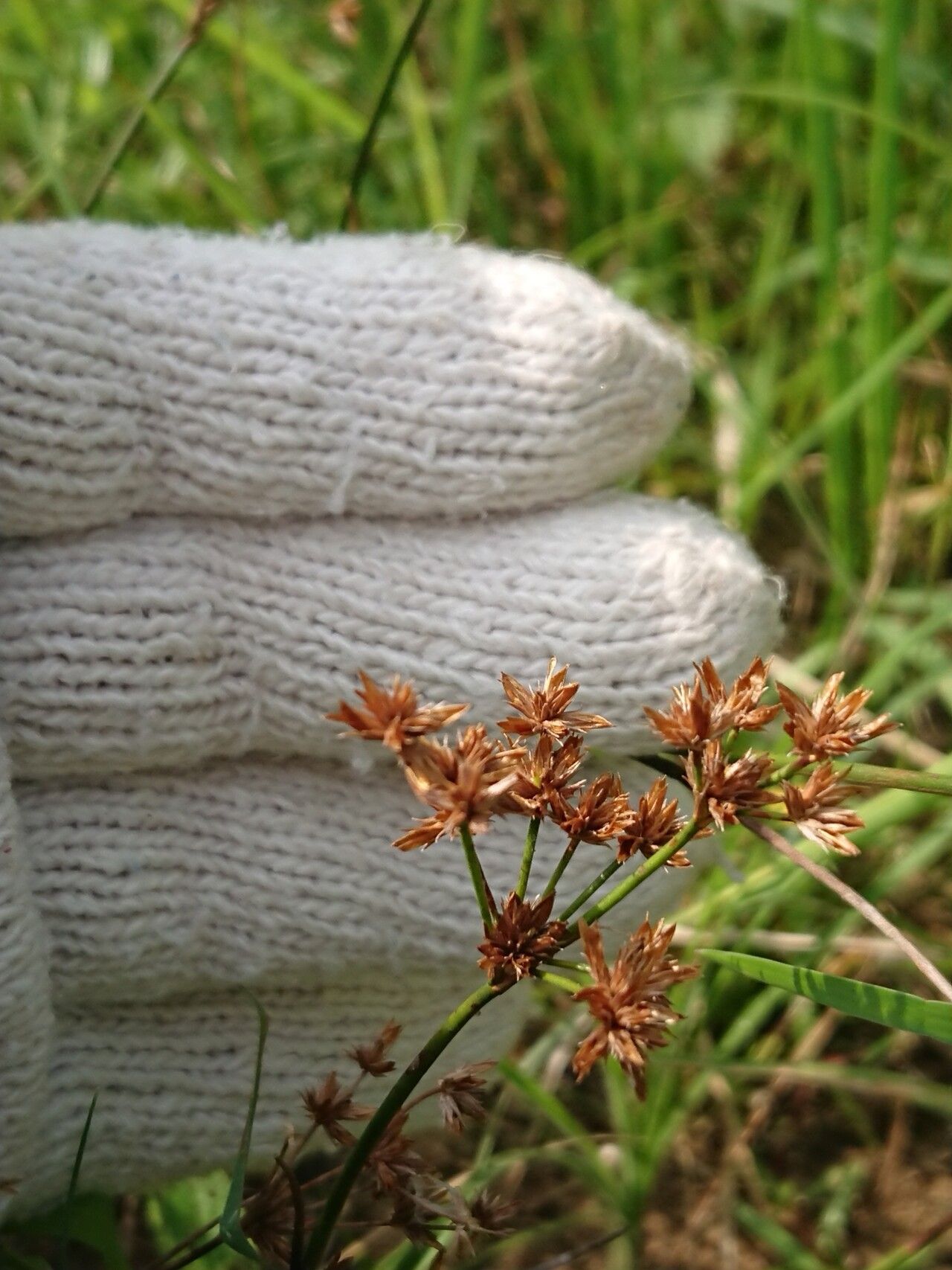 Juncus wallichianus — search result for 'Juncus'