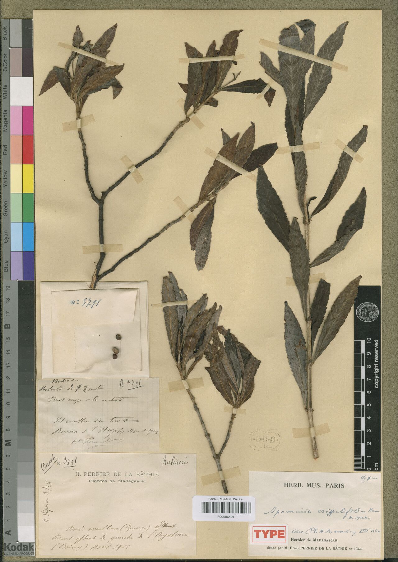 Psychotria crispulifolia — houseplant care guide