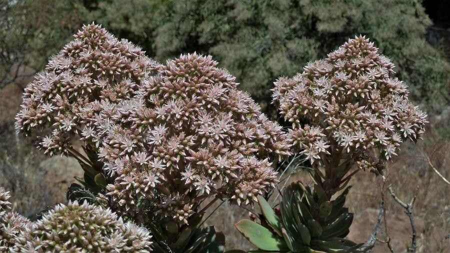 Aeonium percarneum flower