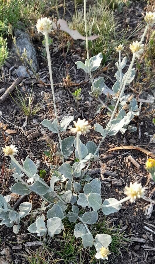 Pfaffia gnaphalioides habit