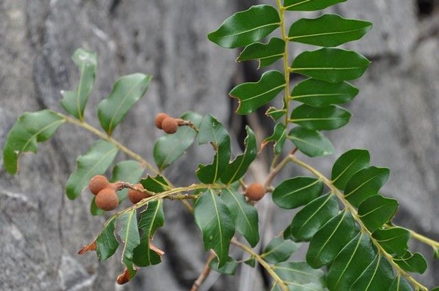 Podonephelium parvifolium habit