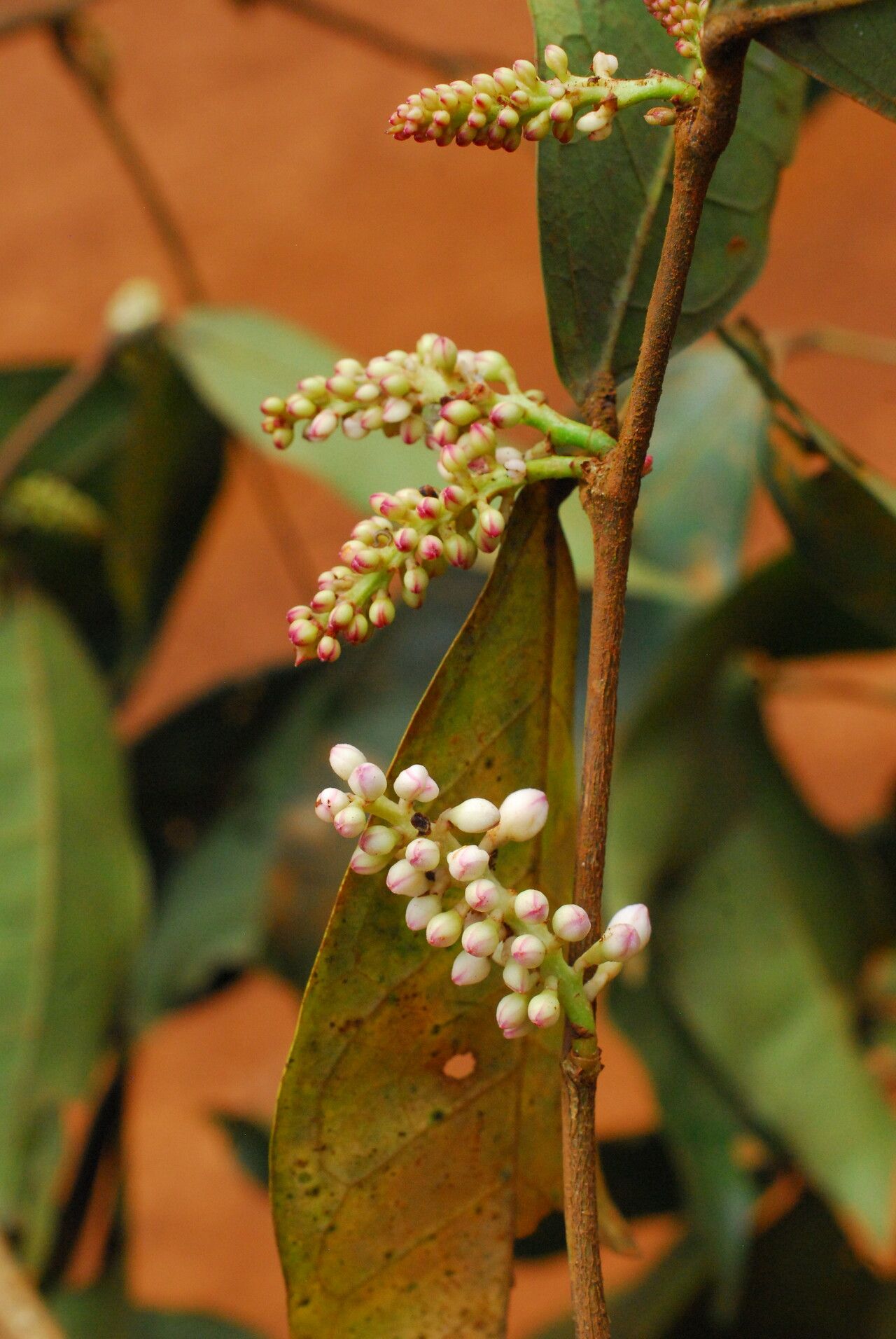 Julbernardia seretii flower