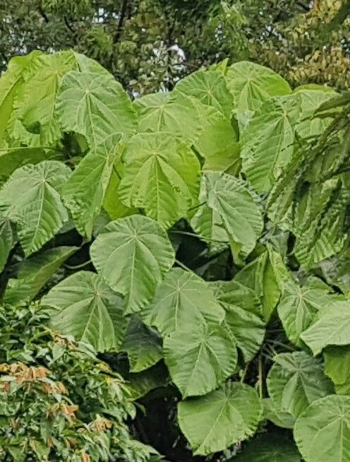Macaranga gigantea leaf