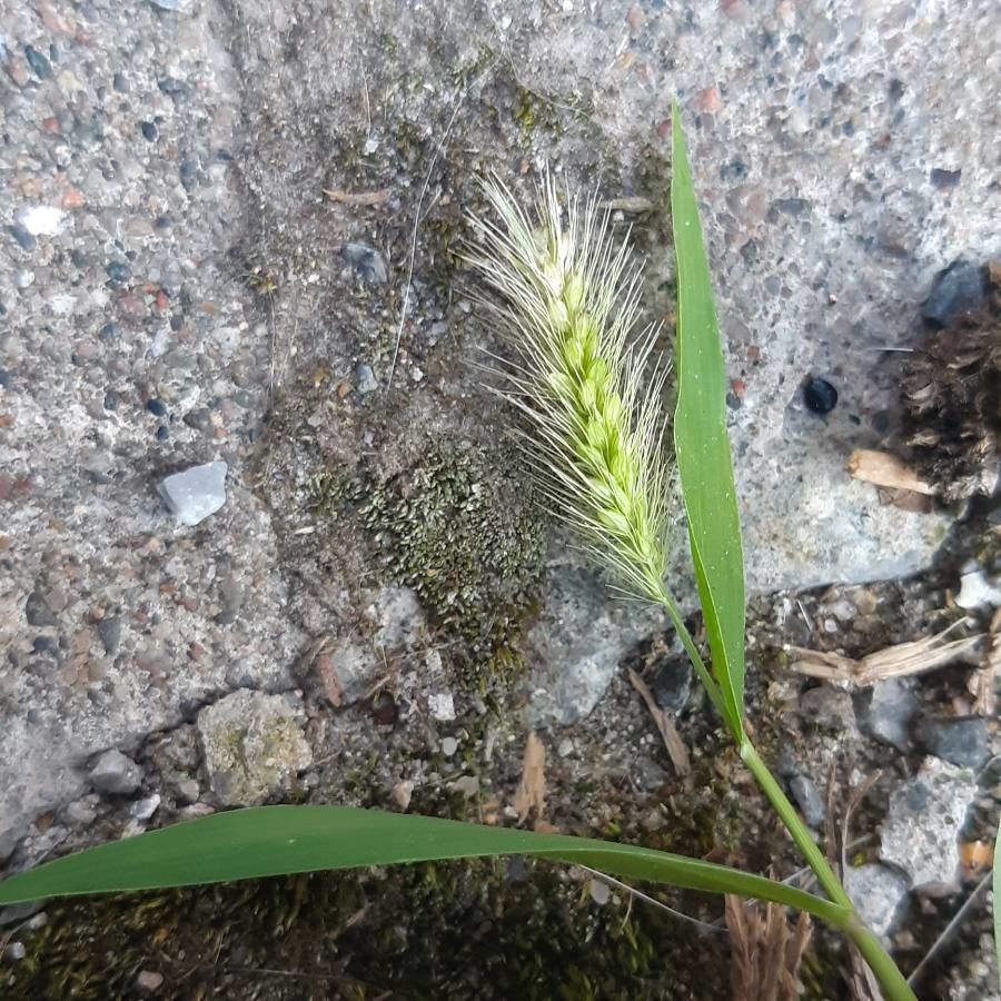 Setaria verticillata fruit