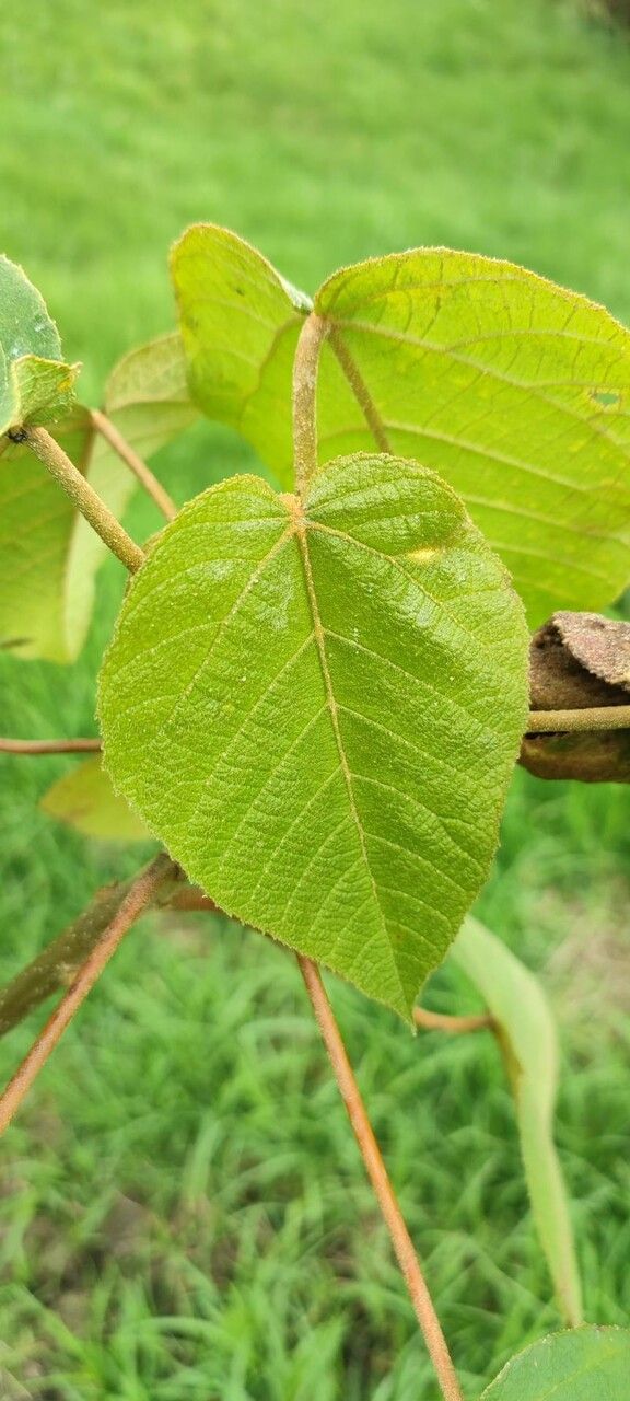 Croton aristophlebius — houseplant care guide