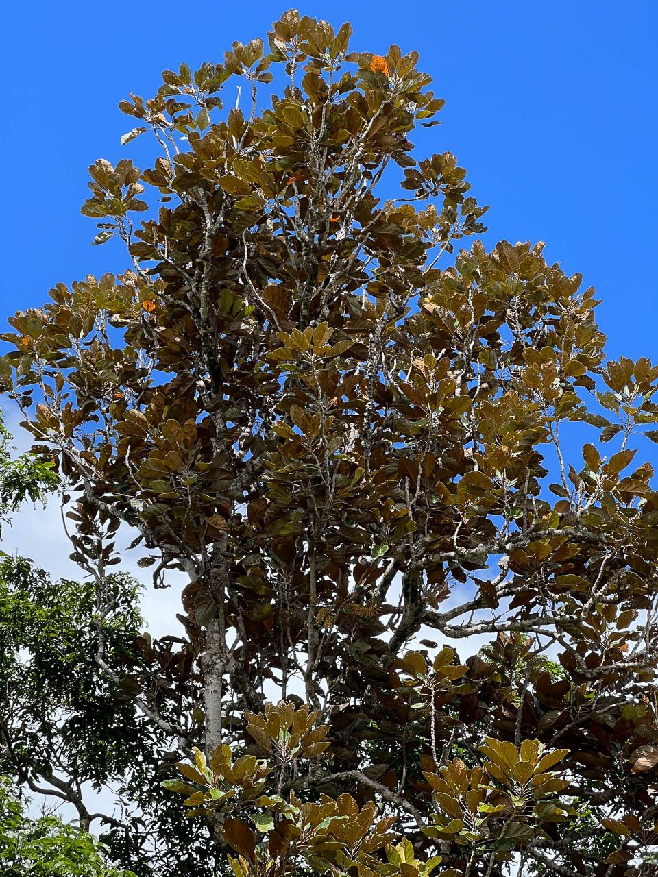 Kermadecia sinuata — related species from the same genus