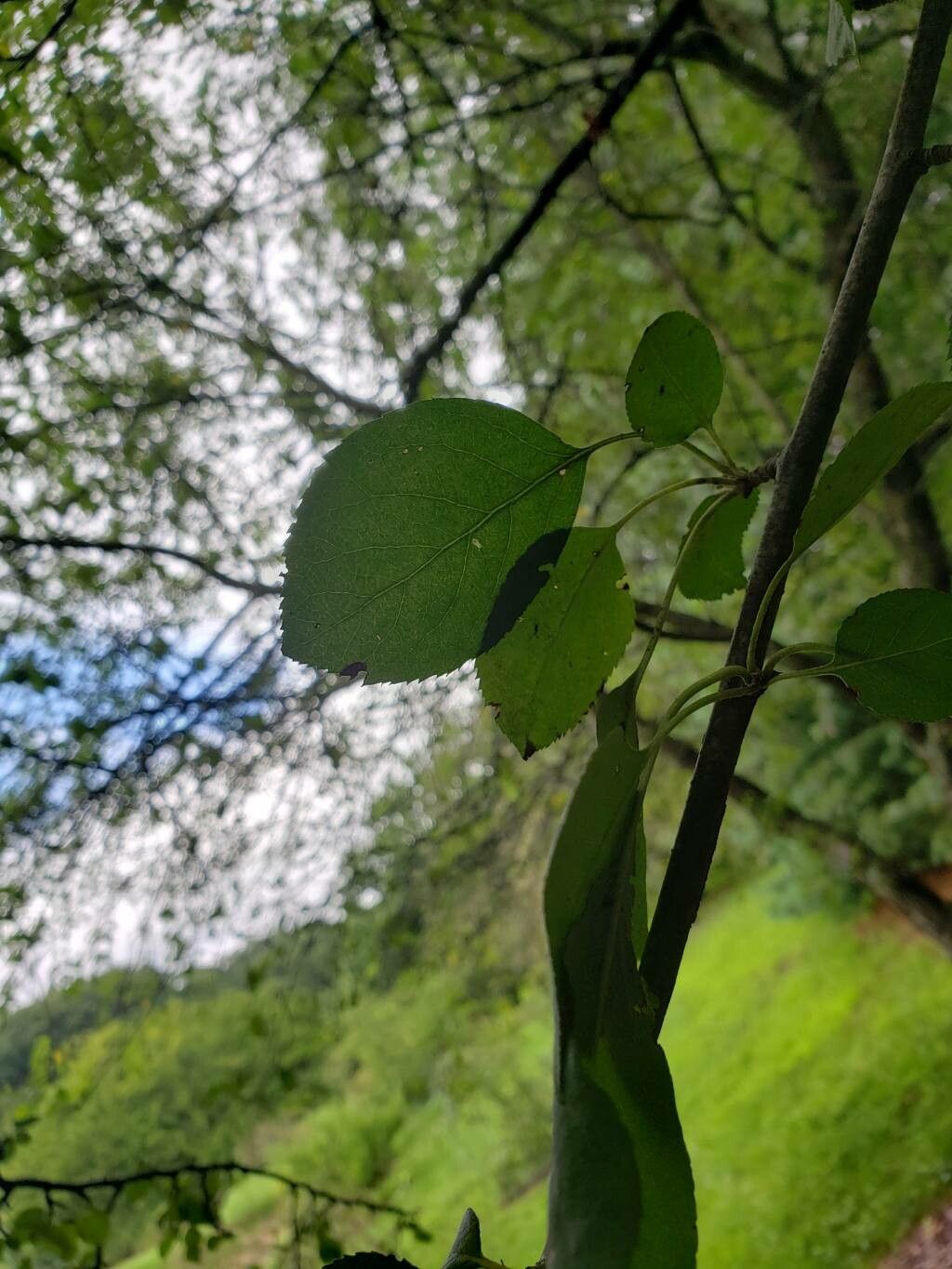 Malus mandshurica — search result for 'Malus'