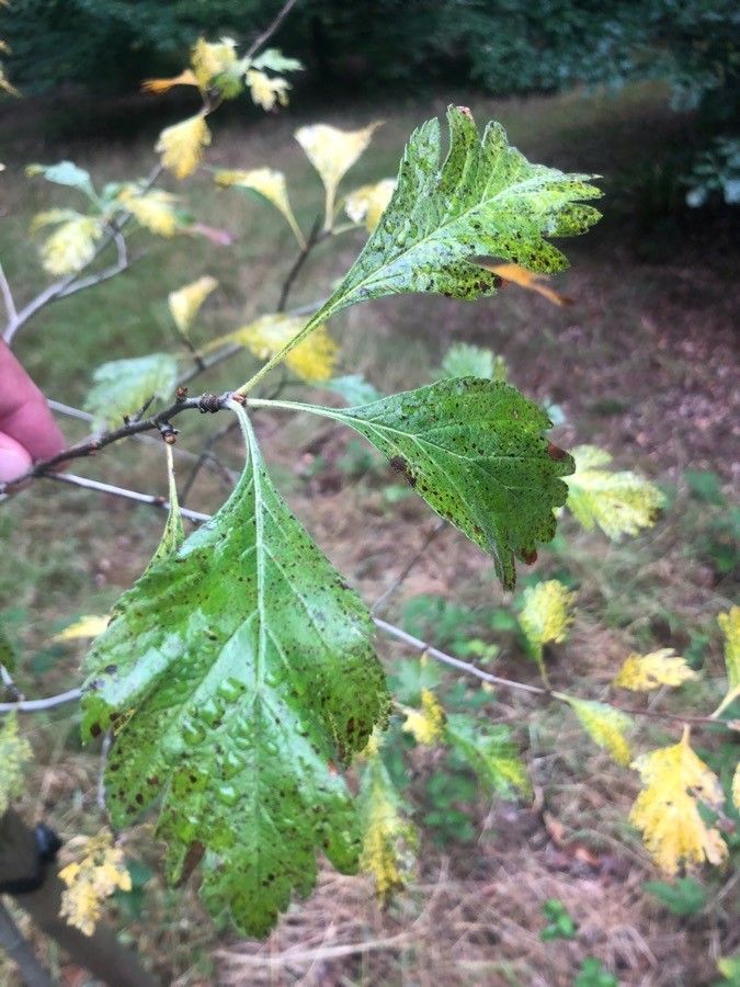Crataegus arnoldiana — related species from the same genus