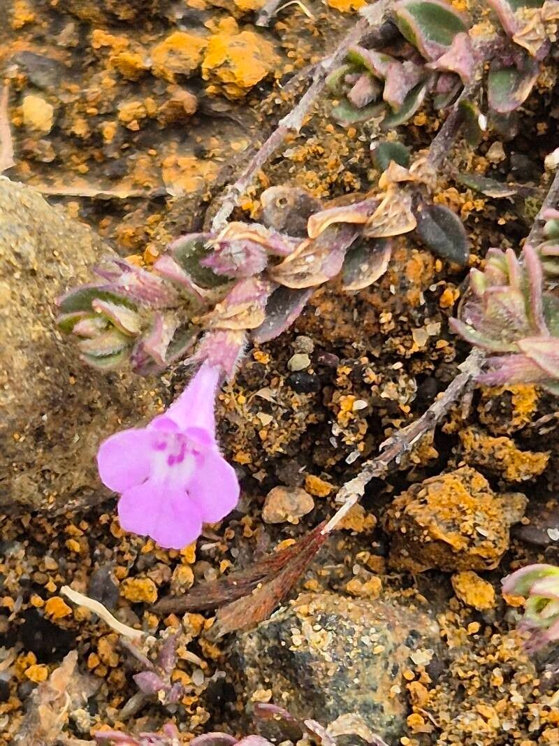 Clinopodium simense flower