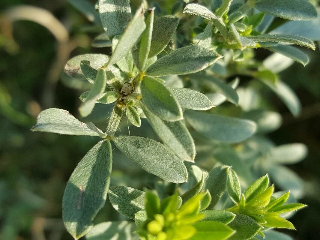 Cytisus austriacus — related species from the same genus