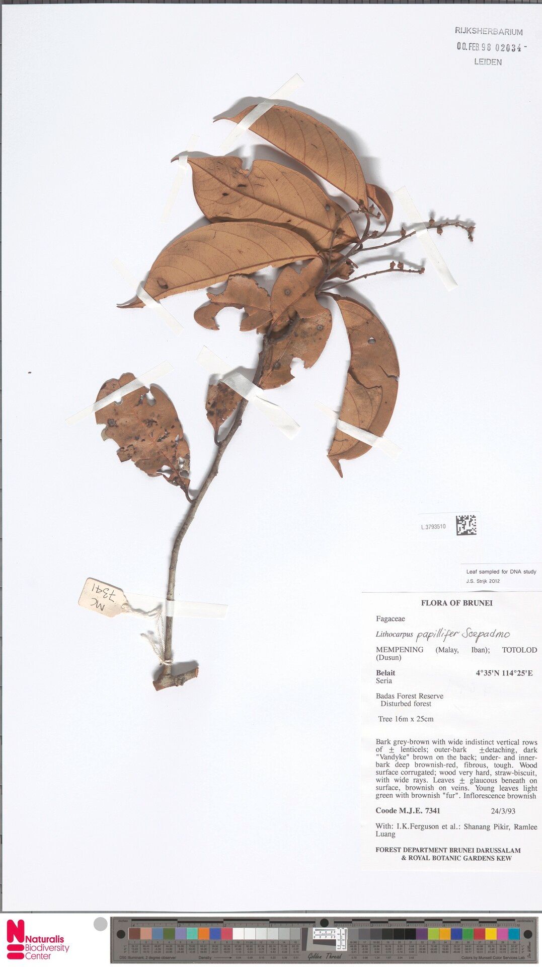 Lithocarpus papillifer — search result for 'Lithocarpus'