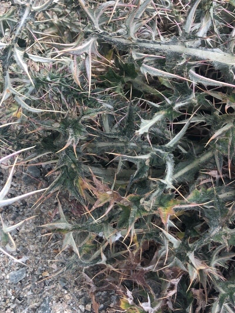 Carduus carpetanus — search result for 'Carduus'