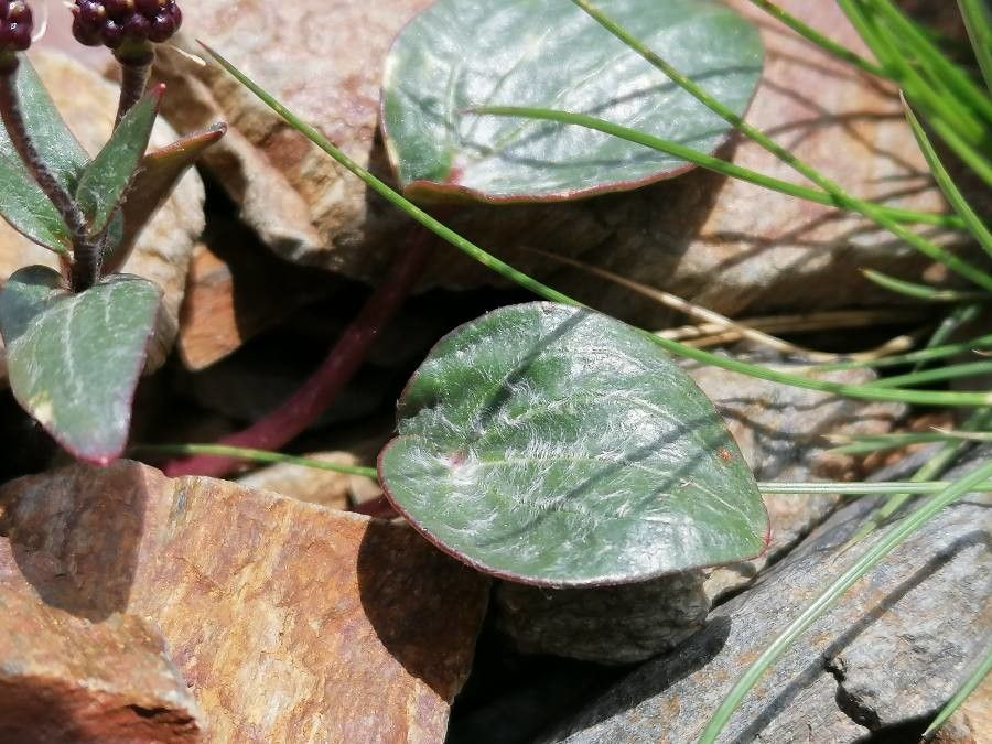 Ranunculus parnassifolius leaf