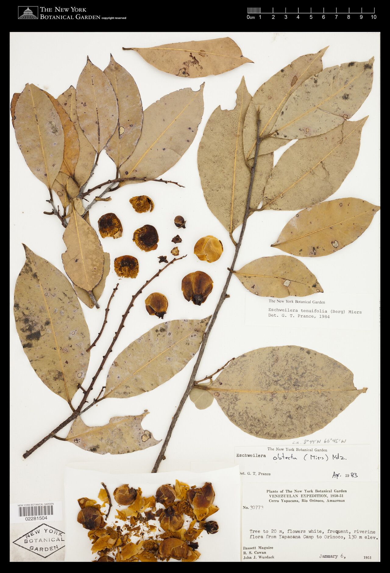 Eschweilera tenuifolia fruit