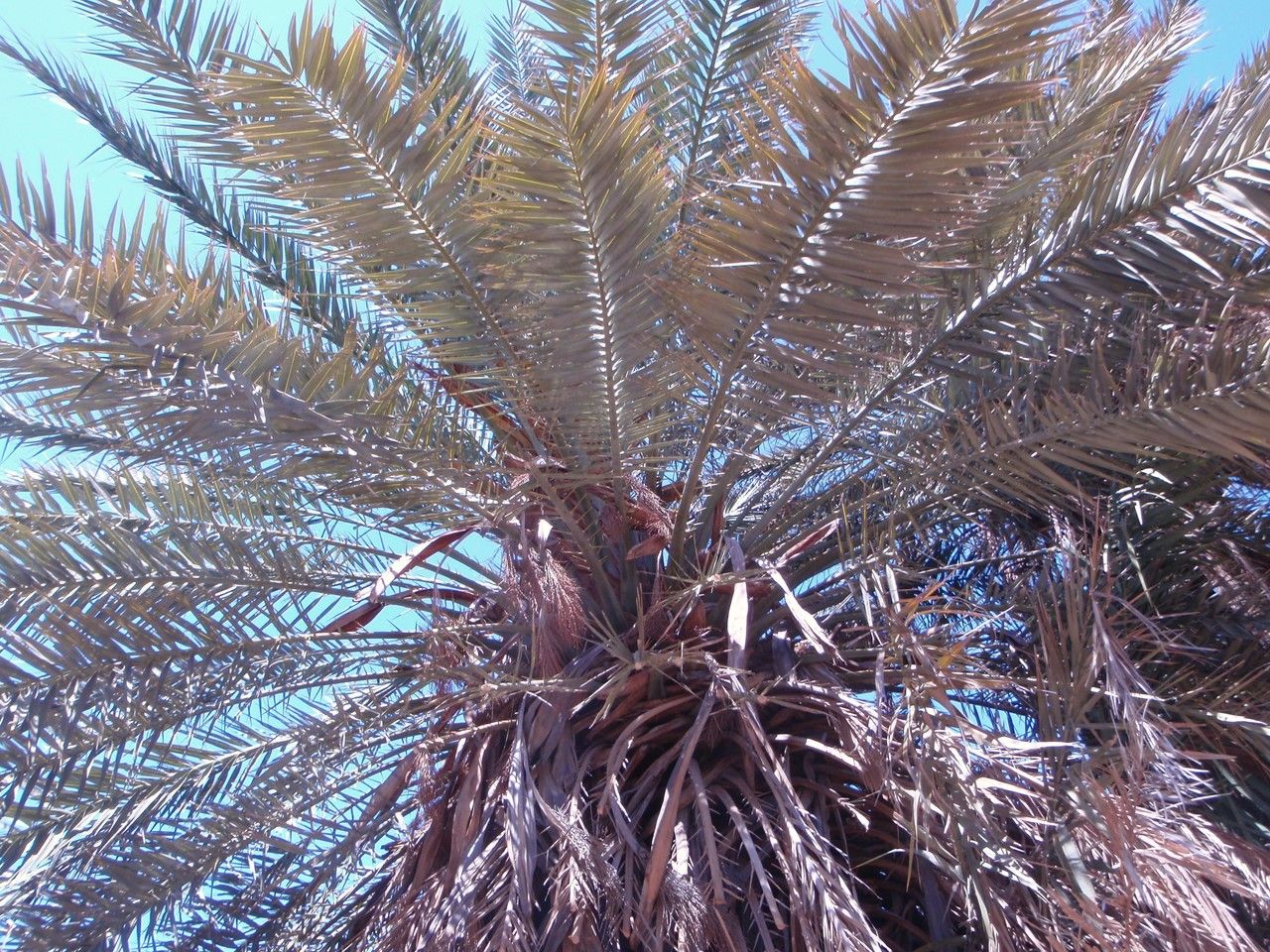 Phoenix theophrasti habit