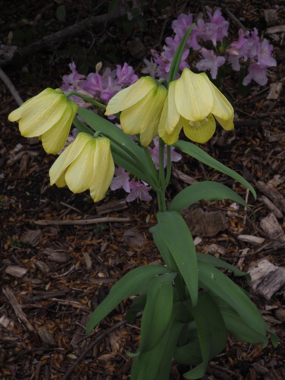 Fritillaria pallidiflora habit