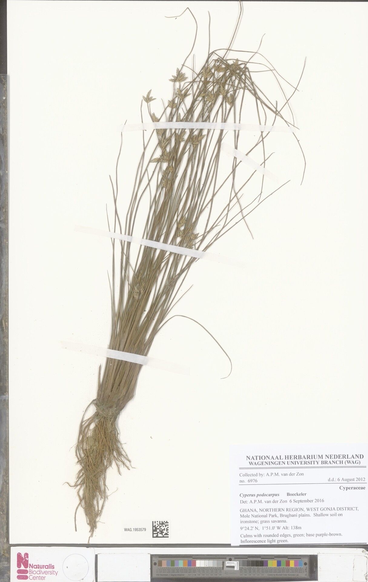 Cyperus podocarpus — search result for 'Podocarpus'