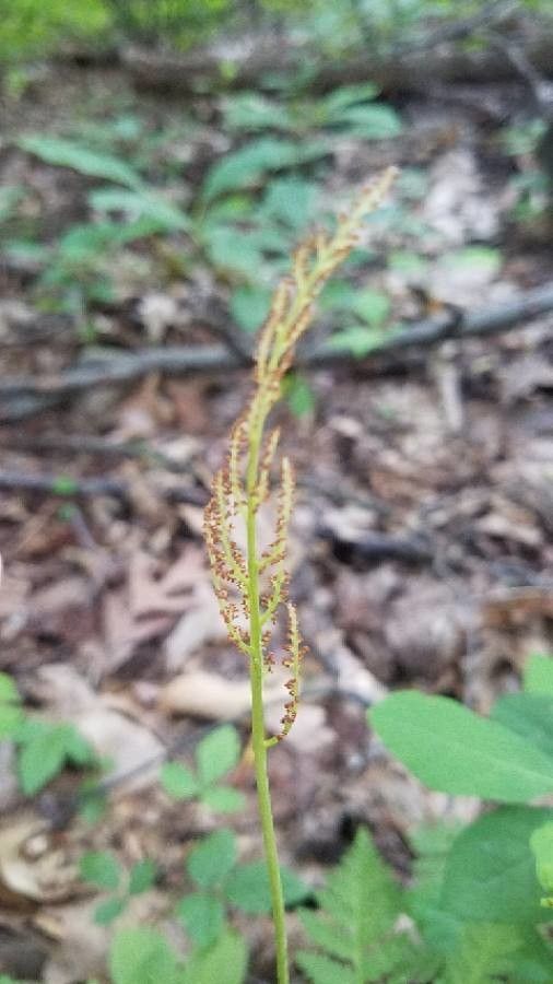 Botrychium virginianum fruit