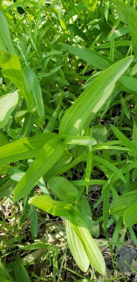 Epipactis gigantea — search result for 'Epipactis'