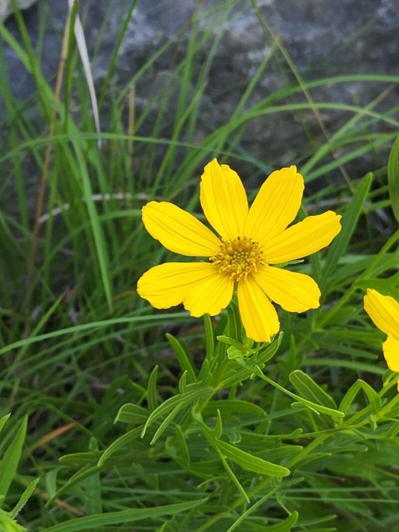 Coreopsis palmata flower