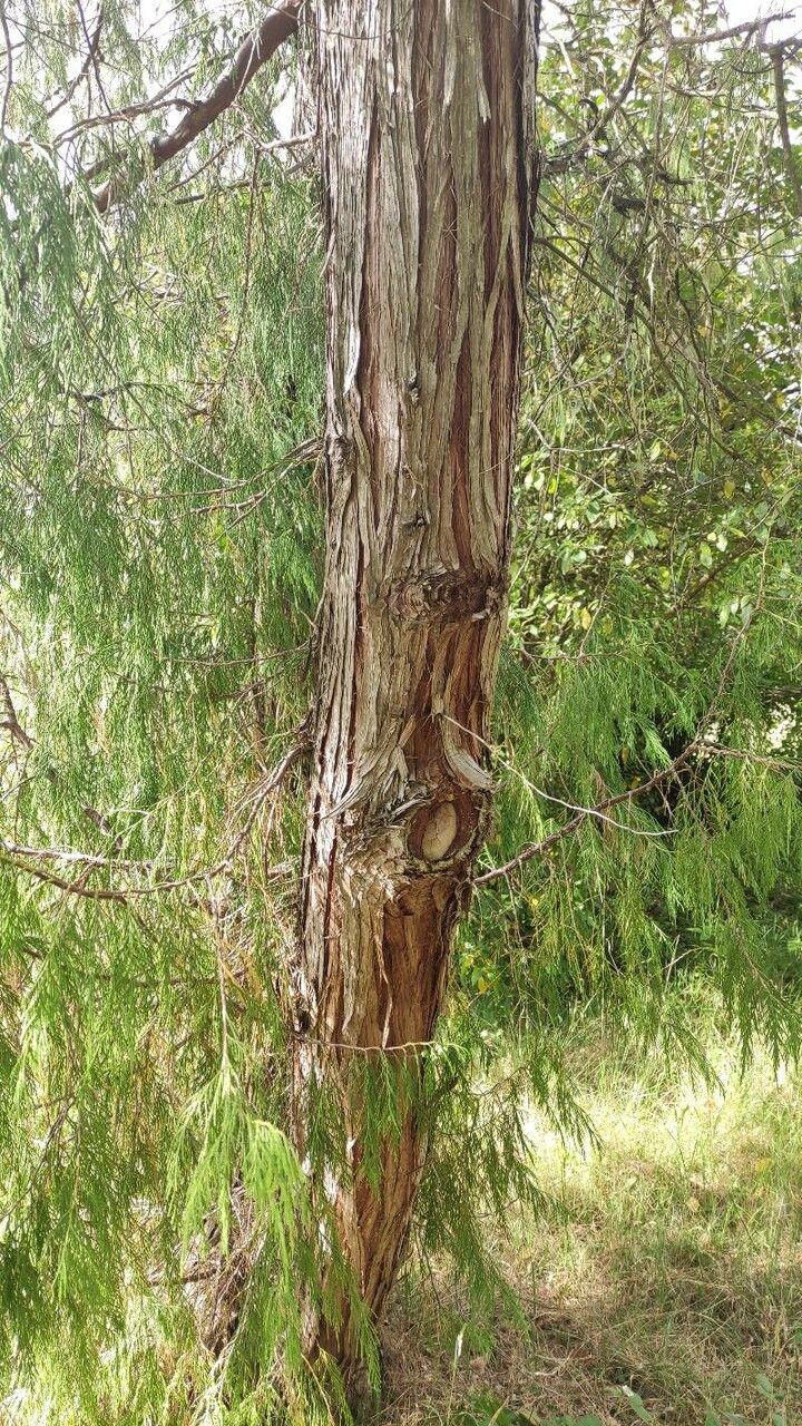 Juniperus flaccida bark