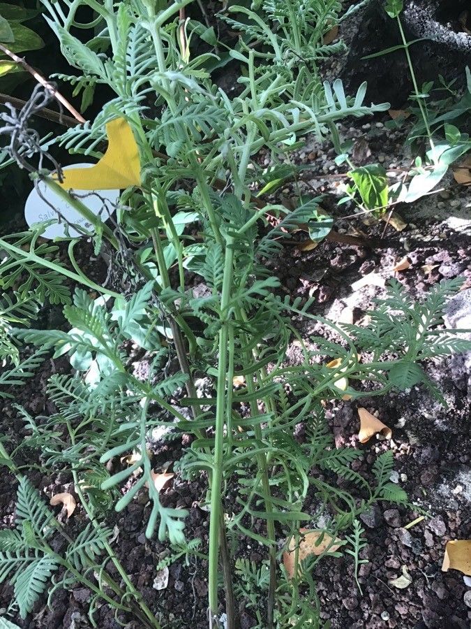 Lavandula buchii habit