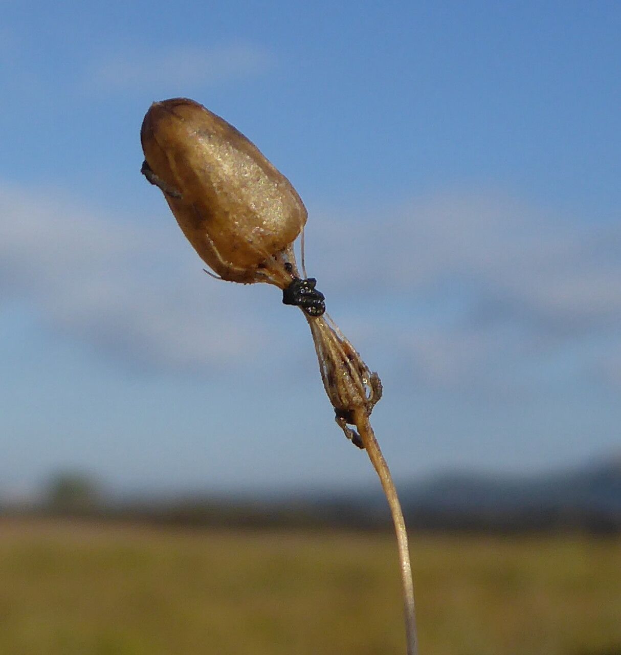 Silene nicaeensis fruit
