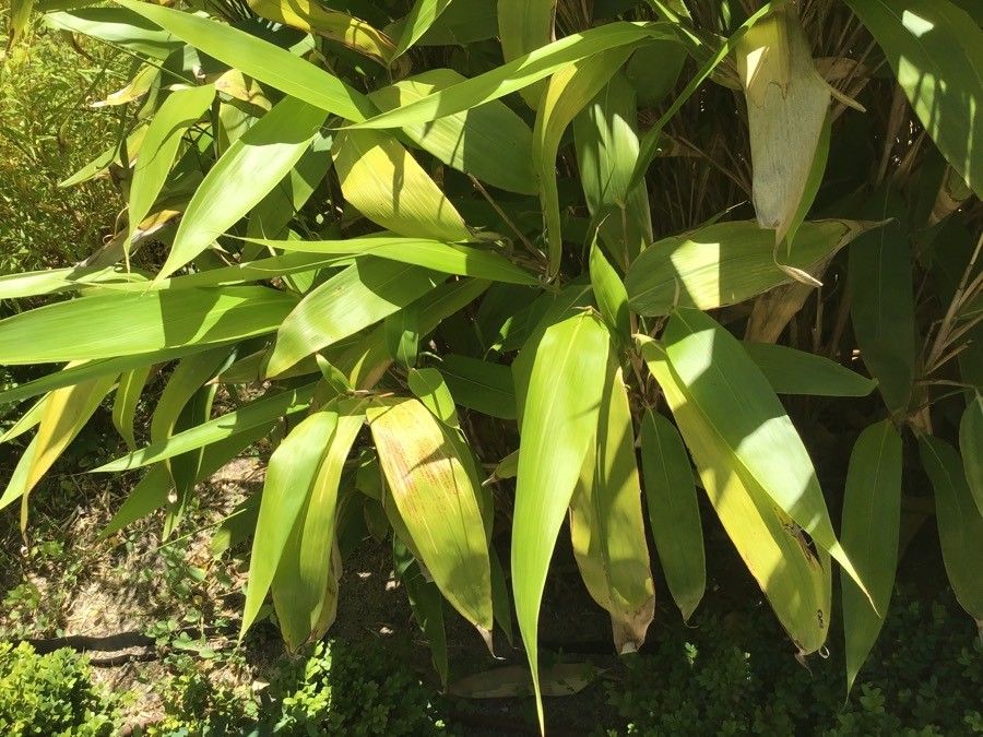 Indocalamus latifolius — related species from the same genus