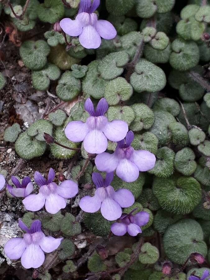 Cymbalaria aequitriloba flower