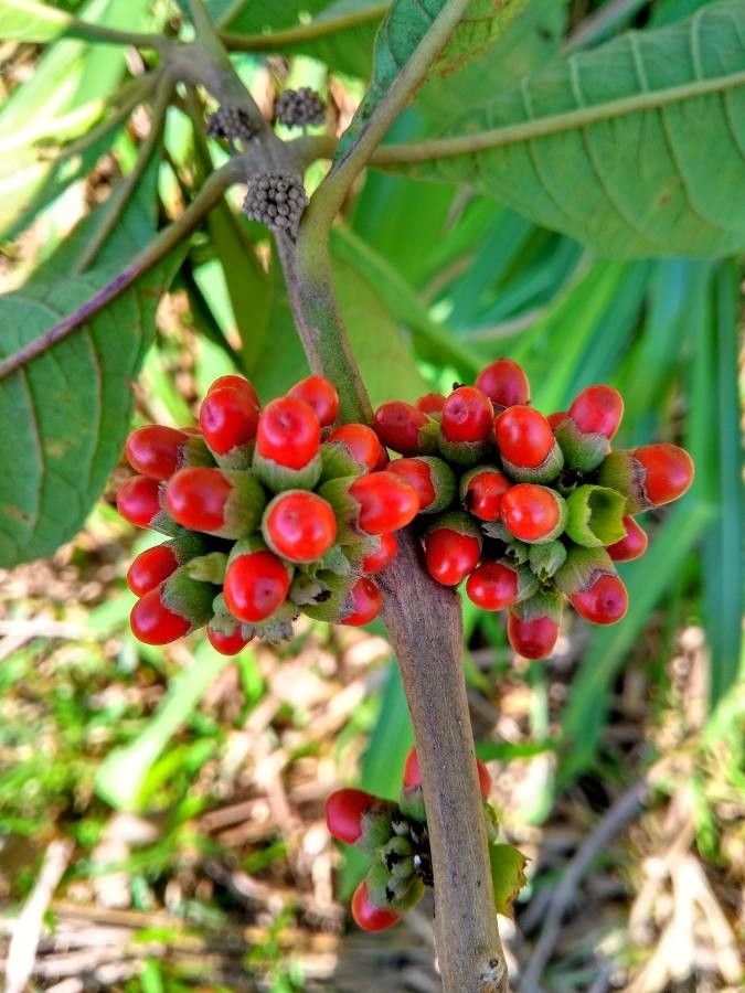 Aegiphila integrifolia — houseplant care guide