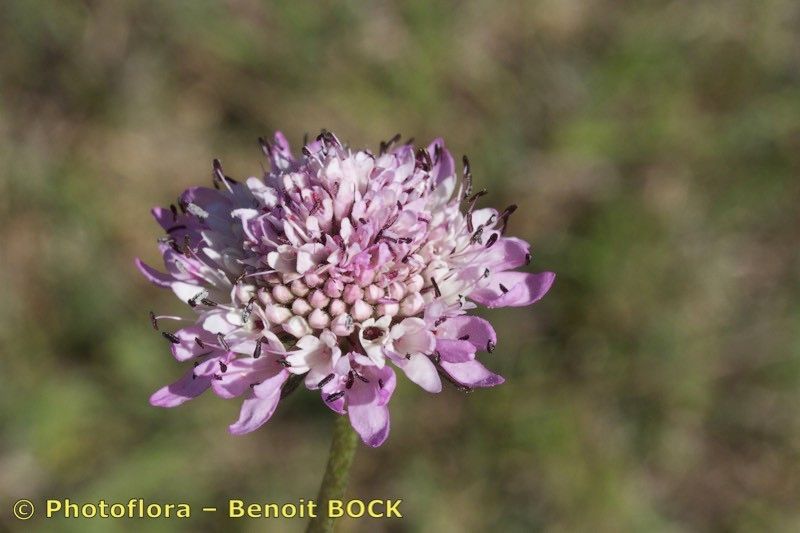 Scabiosa galianoi — houseplant care guide