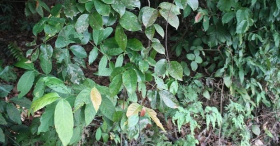 Callerya eriantha — houseplant care guide