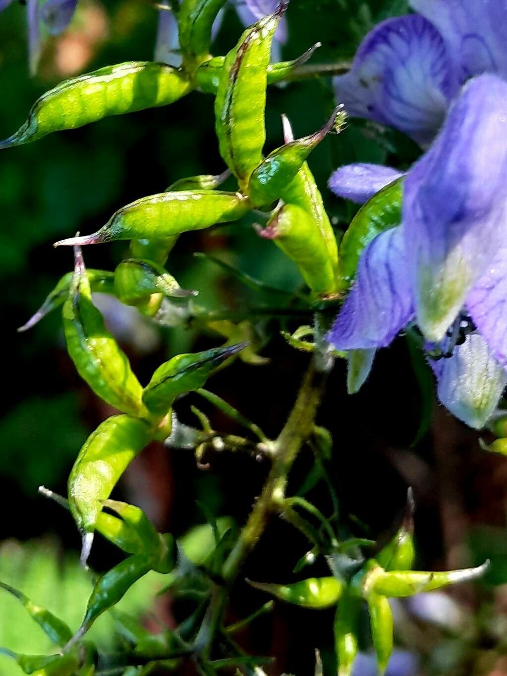 Aconitum variegatum fruit