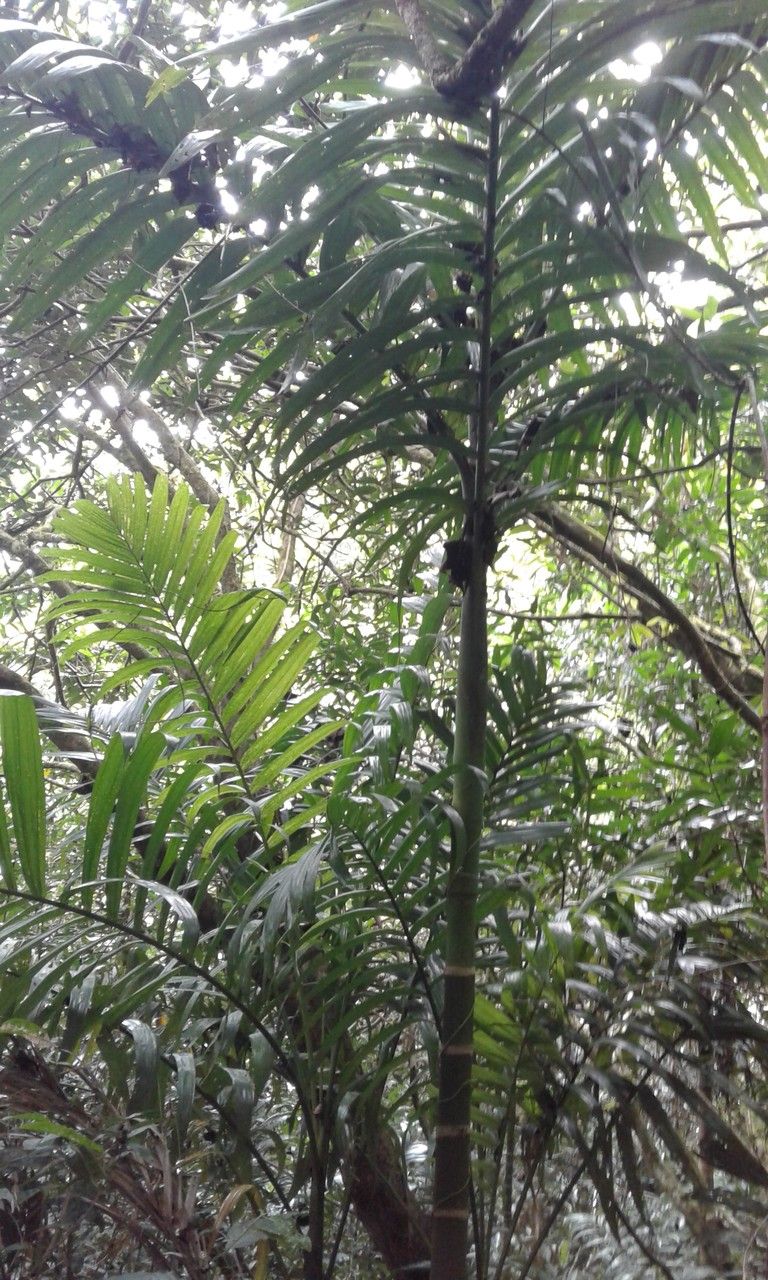 Dypsis lanceolata habit