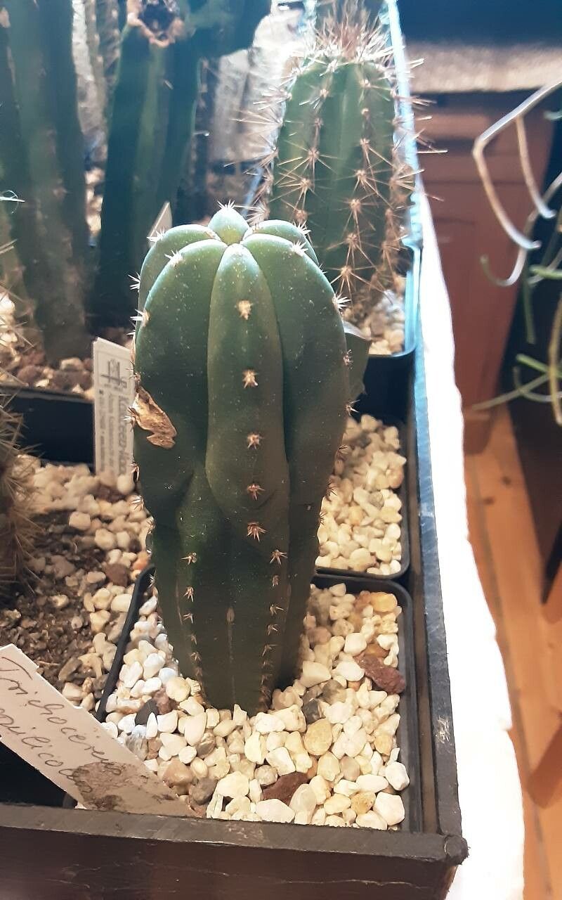 Echinopsis scopulicola — search result for 'Echinopsis'