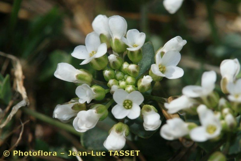 Noccaea brevistyla flower