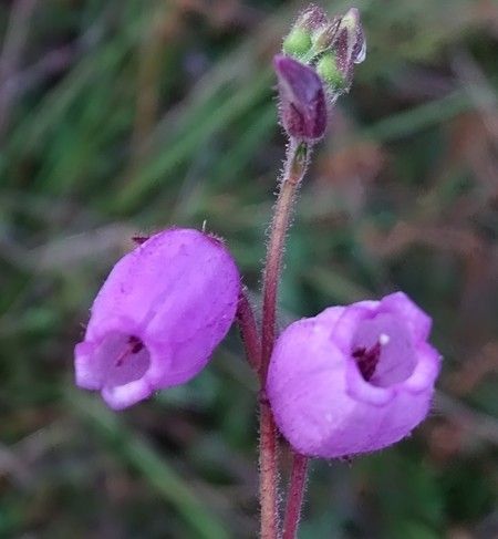 Daboecia cantabrica flower
