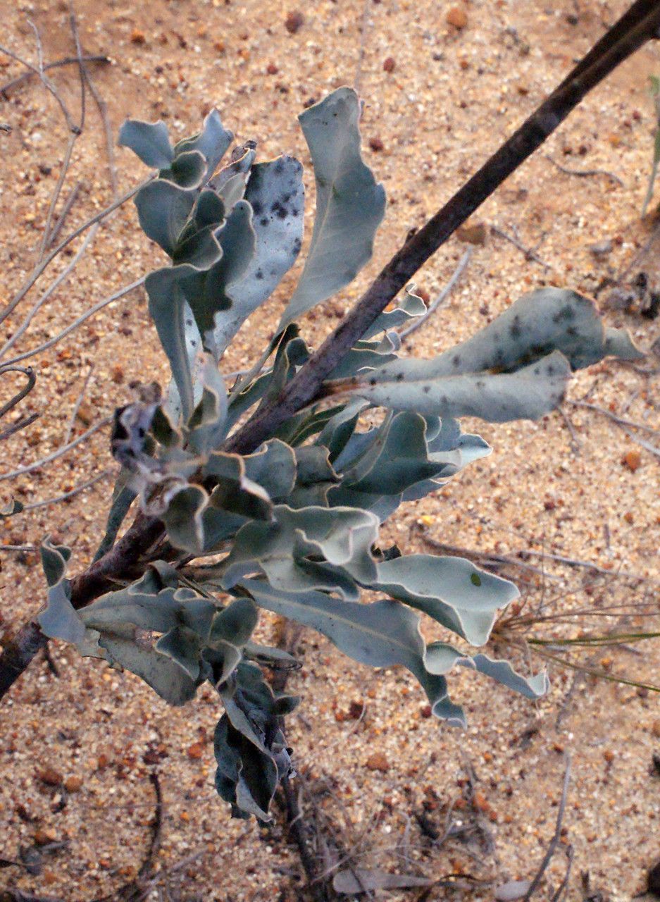 Grevillea eryngioides leaf