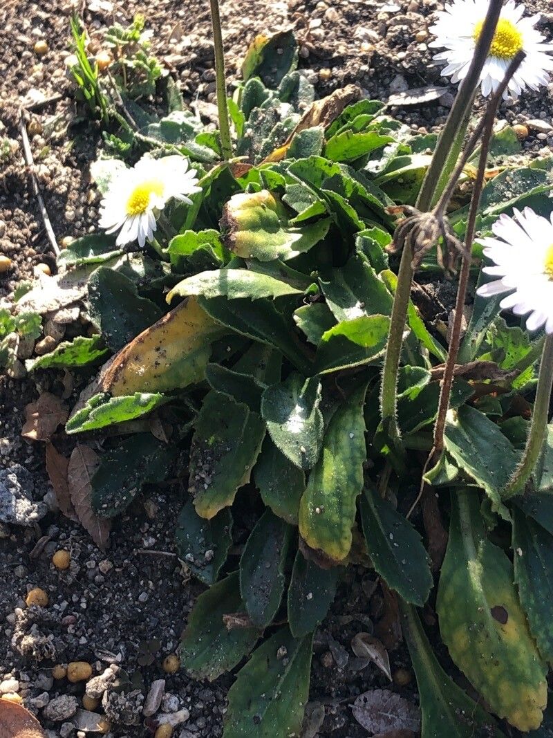 Bellis pappulosa