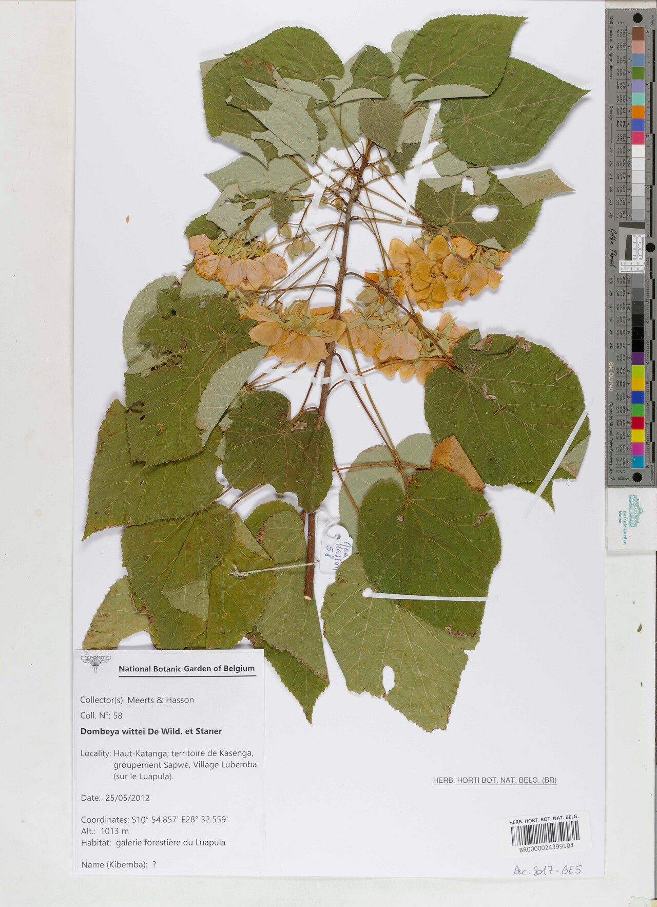 Dombeya wittei — search result for 'Dombeya'