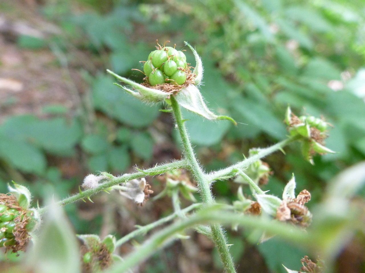 Rubus sprengelii fruit