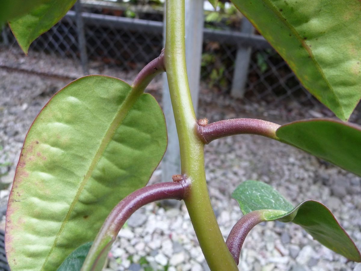 Rhododendron apiense bark